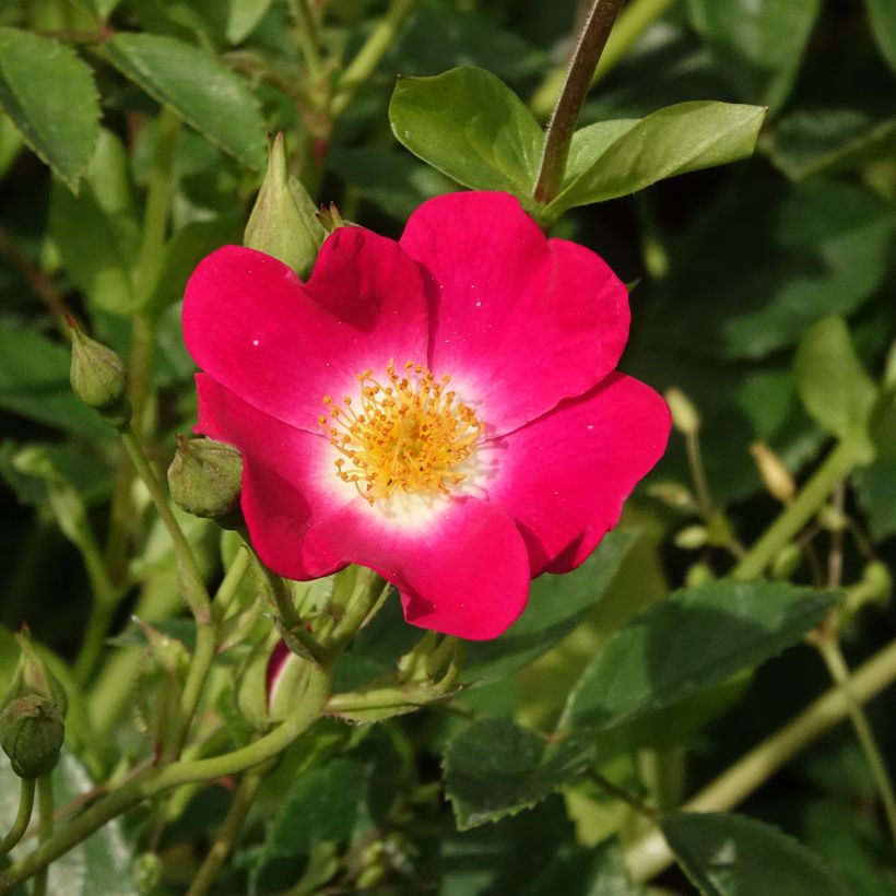Rosal Libertas - Rosal trepador (Floración)