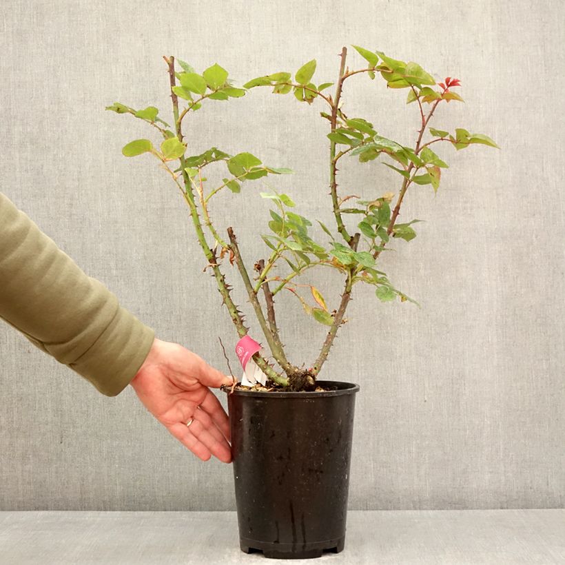 Rosal Long Island Oralinco - Rosal trepador Maceta 4L/5L Ejemplar entregado en la primavera