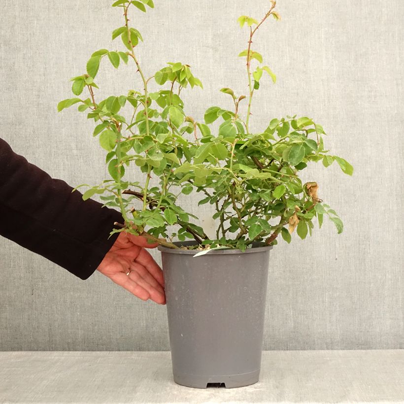 Rosal May Queen - Rosal trepador Maceta 4L/5L Ejemplar entregado en la primavera