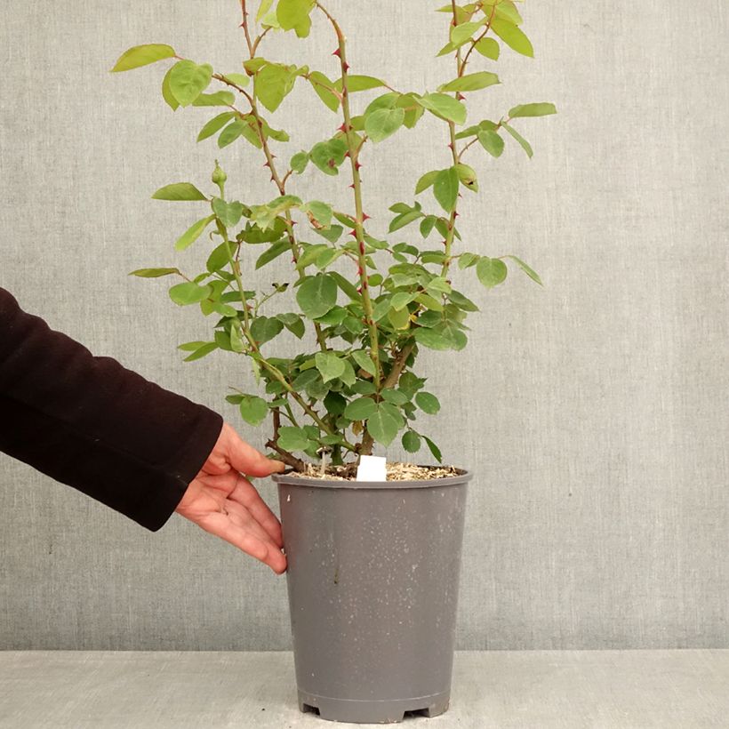 Rosal Mme Caroline Testout - Rosal trepador Maceta 4L/5L Ejemplar entregado en la primavera