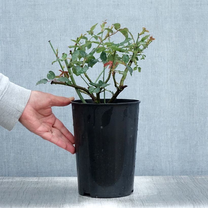 Ejemplar de Rosal Mme Gregoire Staechelin - Rosal trepador Maceta 4L/5L entregado en otoño