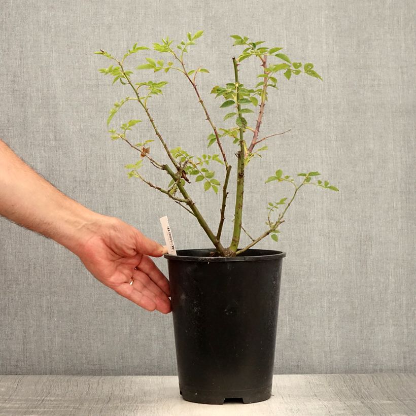 Ejemplar de Rosal Mme Gregoire Staechelin - Rosal trepador Maceta 4L/5L entregado en verano