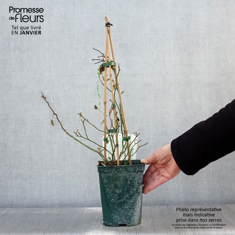 Rosal Starlet Rose Natalie - Rosal trepador Maceta 3L/4L Ejemplar entregado en invierno