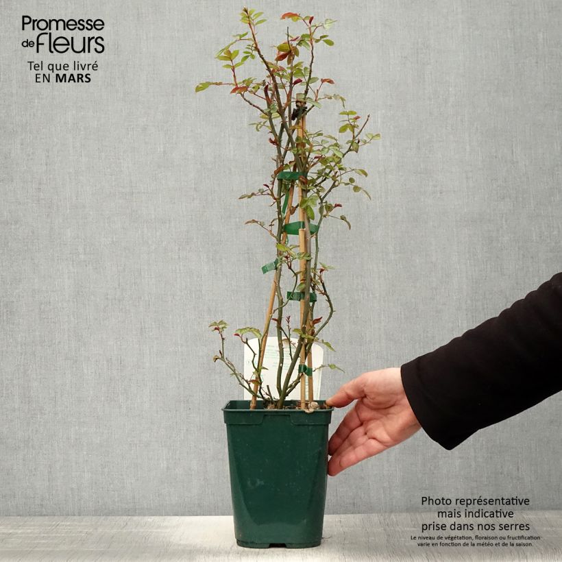 Rosal Starlet Rose Natalie - Rosal trepador Maceta 3L/4L Ejemplar entregado en la primavera