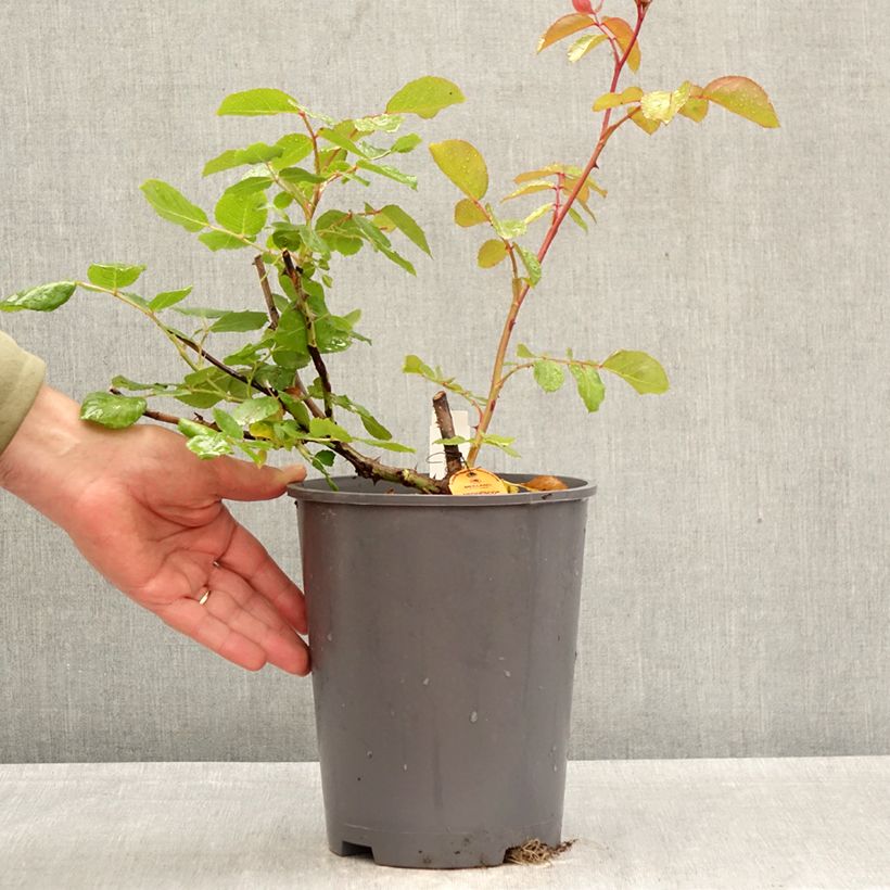 Rosal Negresco - Rosal trepador Maceta 4L/5L Ejemplar entregado en la primavera