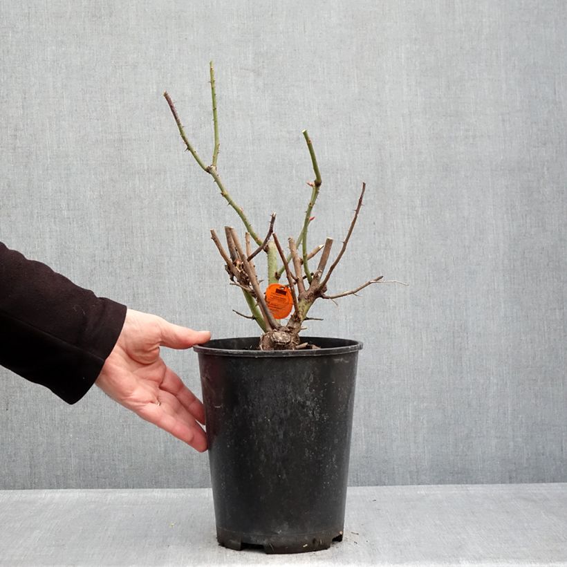 Rosal Oriental Peace - Rosal trepador Maceta 4L/5L Ejemplar entregado en invierno