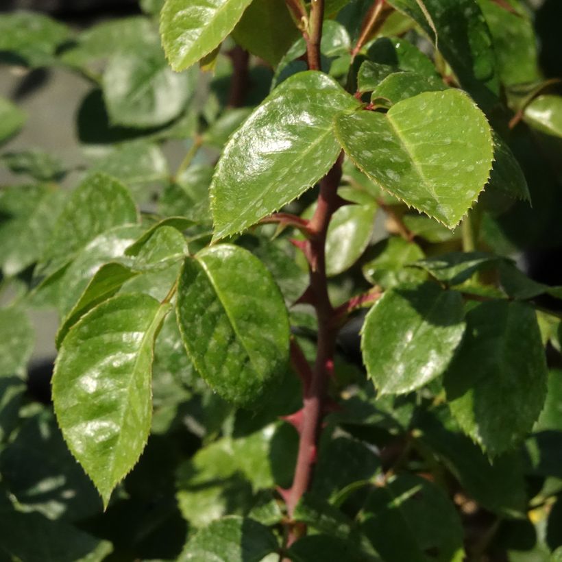Rosal Ozeana - Rosal trepador (Follaje)