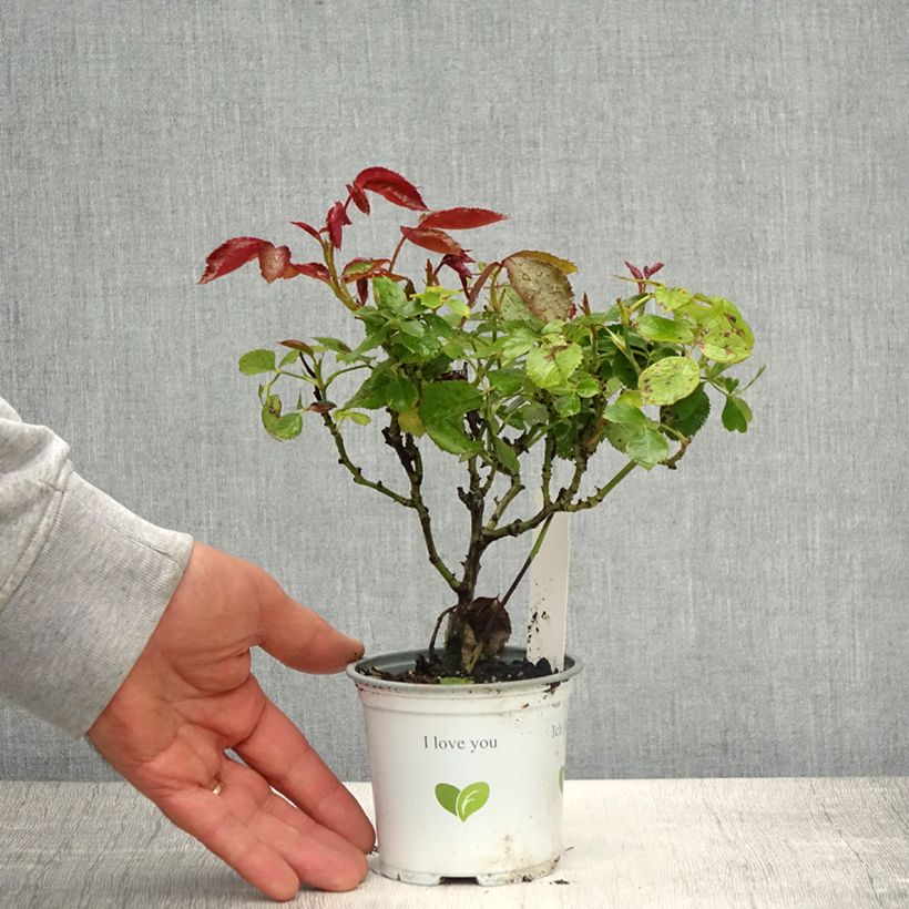 Rosal Palais Royal - Rosal trepador Maceta de 10 cm/11 cm Ejemplar entregado en la primavera