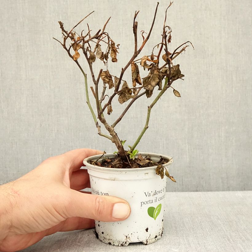 Ejemplar de Rosal Palais Royal - Rosal trepador Maceta de 10 cm/11 cm entregado en otoño