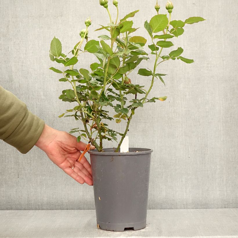 Rosal Palais Royal - Rosal trepador Maceta 4L/5L Ejemplar entregado en la primavera