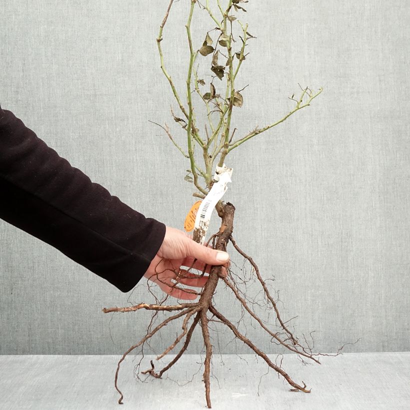 Rosal Palais Royal - Rosal trepador Raíces desnudas Ejemplar entregado en invierno