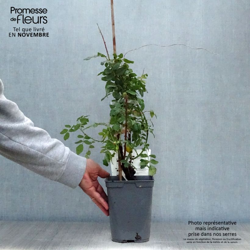 Ejemplar de Rosal Papi Delbard - Rosal trepador Maceta 3L/4L entregado en otoño