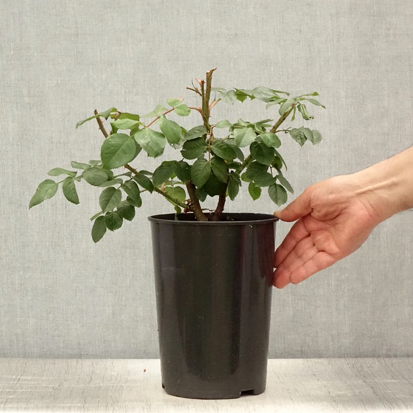 Ejemplar de Rosal Parfuma Kiss me Kate - Rosal trepador Maceta 4L/5L entregado en verano