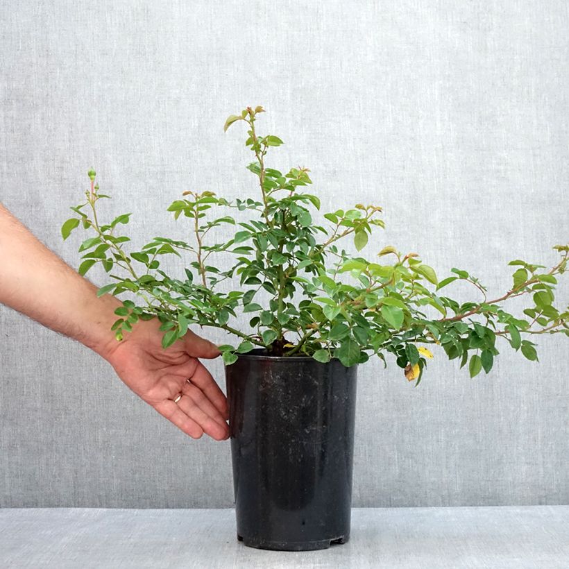 Ejemplar de Rosal Paul Transon - Rosal trepador Maceta 4L/5L entregado en verano