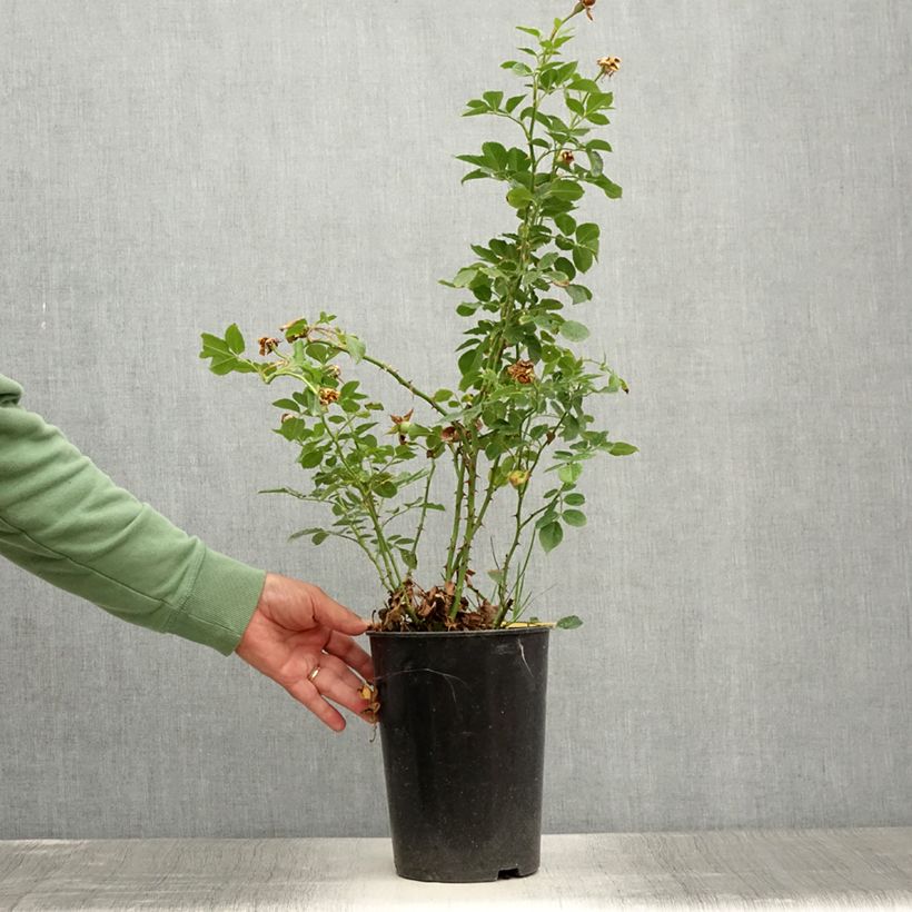 Ejemplar de Rosal Peach Melba - Rosal trepador Maceta 4L/5L entregado en verano