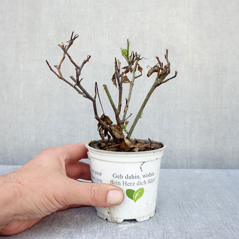 Ejemplar de Rosal Pierre de Ronsard - Rosal trepador Maceta de 10 cm/11 cm entregado en otoño