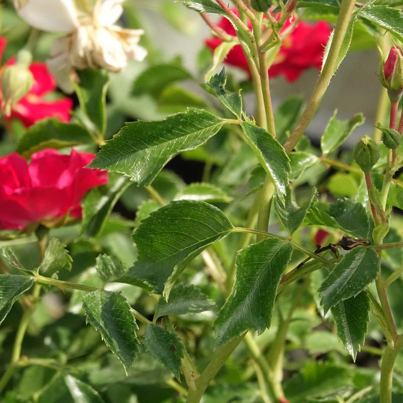 Rosal Rambling Rosie - Rosal trepador (Follaje)