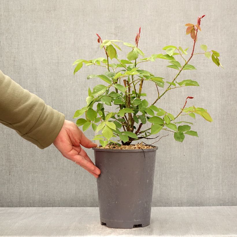 Rosal Roi de Siam - Rosal trepador Maceta 4L/5L Ejemplar entregado en la primavera