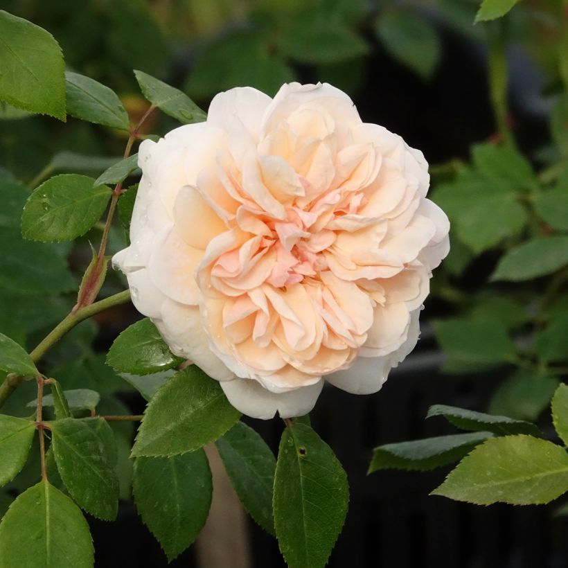 Rosal Sabrina - Rosal trepador (Floración)