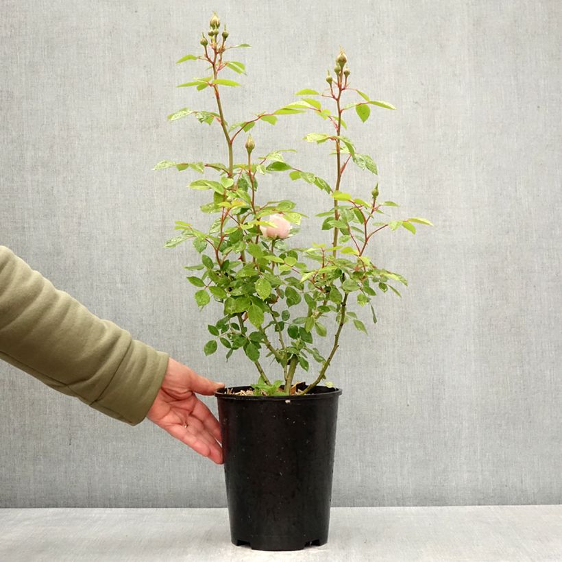 Rosal Sabrina - Rosal trepador Maceta 4L/5L Ejemplar entregado en la primavera