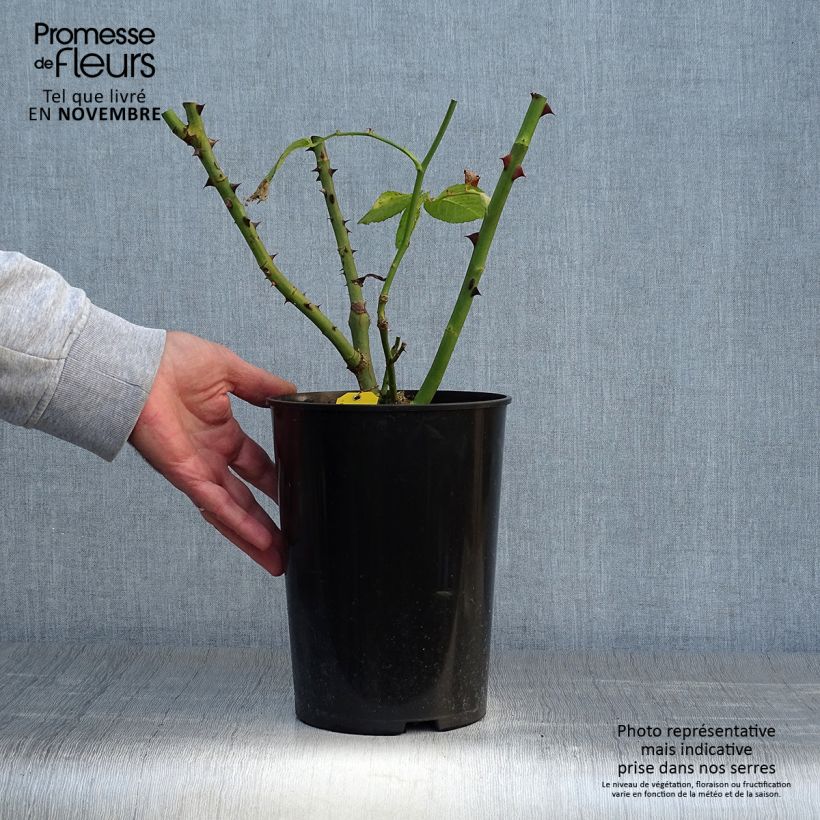 Ejemplar de Rosal Schneewalzer - Rosal trepador Maceta 4L/5L entregado en otoño