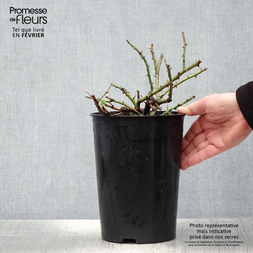Rosal multiflora Seagull - Rosal trepadora Maceta 4L/5L Ejemplar entregado en invierno
