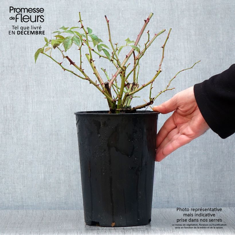 Ejemplar de Rosal Siluetta Lavender - Rosal trepador Maceta 4L/5L entregado en otoño