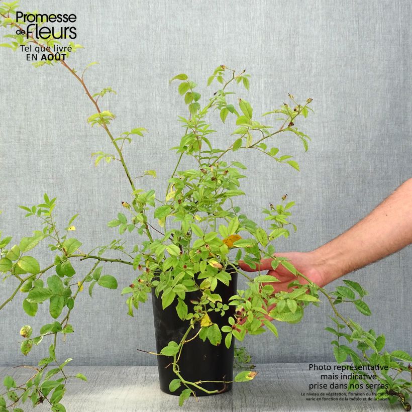 Ejemplar de Rosal Siluetta Sweet - Rosal trepador Maceta 4L/5L entregado en verano
