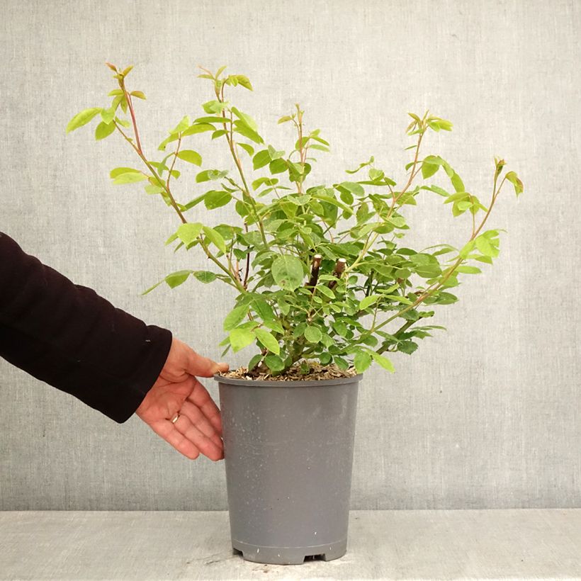 Rosal Sourire d'Orchidée - Rosal trepador Maceta 4L/5L Ejemplar entregado en la primavera