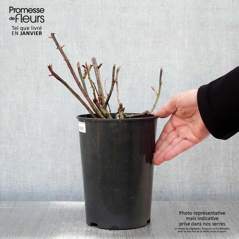 Rosal That's Jazz - Rosal trepador Maceta 4L/5L Ejemplar entregado en invierno