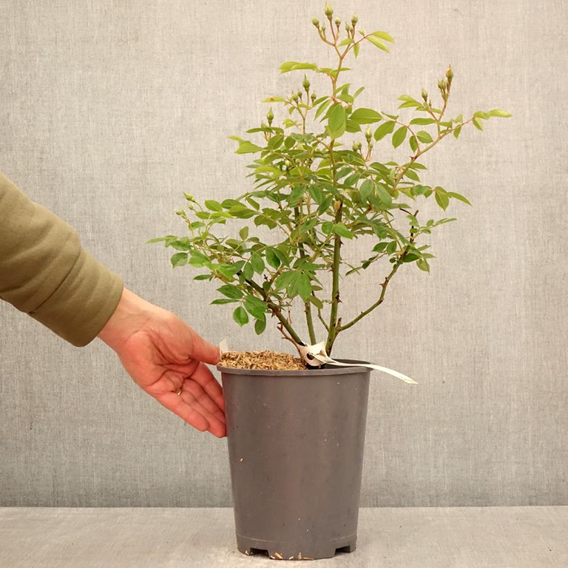 Rosal Trier - Rosal trepador Maceta 4L/5L Ejemplar entregado en la primavera