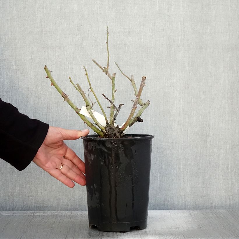 Ejemplar de Rosal Vihaïpi - Rosal trepador Maceta 4L/5L entregado en otoño
