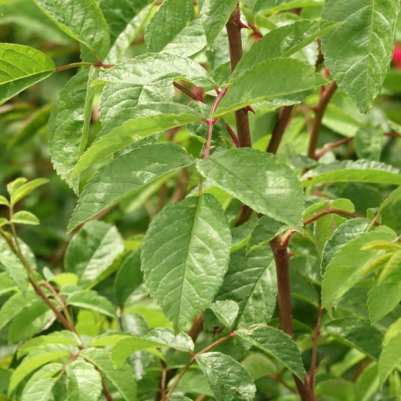 Rosal Wilderode - Rosal trepador (Follaje)