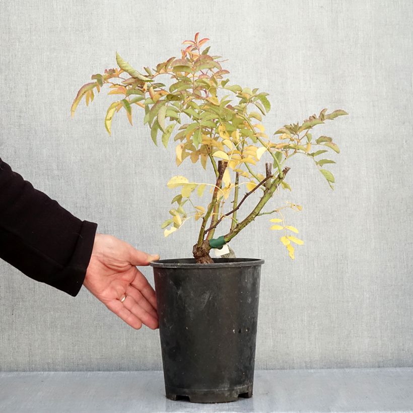 Ejemplar de Rosal Wilderode - Rosal trepador Maceta 4L/5L entregado en otoño