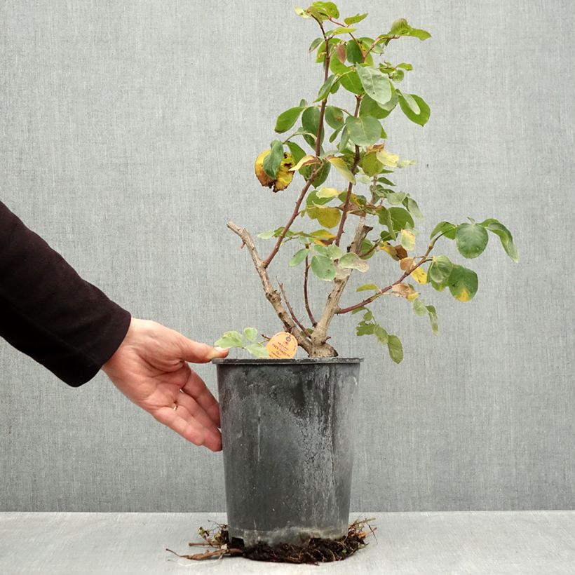 Ejemplar de Rosal Yves Piaget - Rosal trepador Maceta 4L/5L entregado en otoño