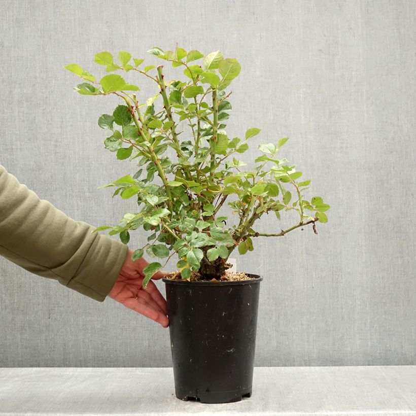 Rosal Zephyr - Rosal trepador Maceta 4L/5L Ejemplar entregado en la primavera