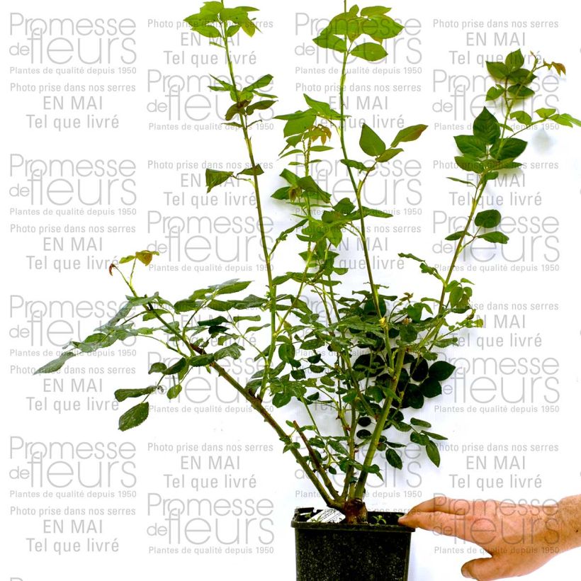Ejemplo de ejemplar de Rosal Heritage Maceta 4L/5L tal y como se entrega