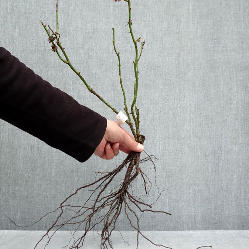 Rosal Jubilé du Prince de Monaco - Rosal arbustivo Raíces desnudas Ejemplar entregado en invierno