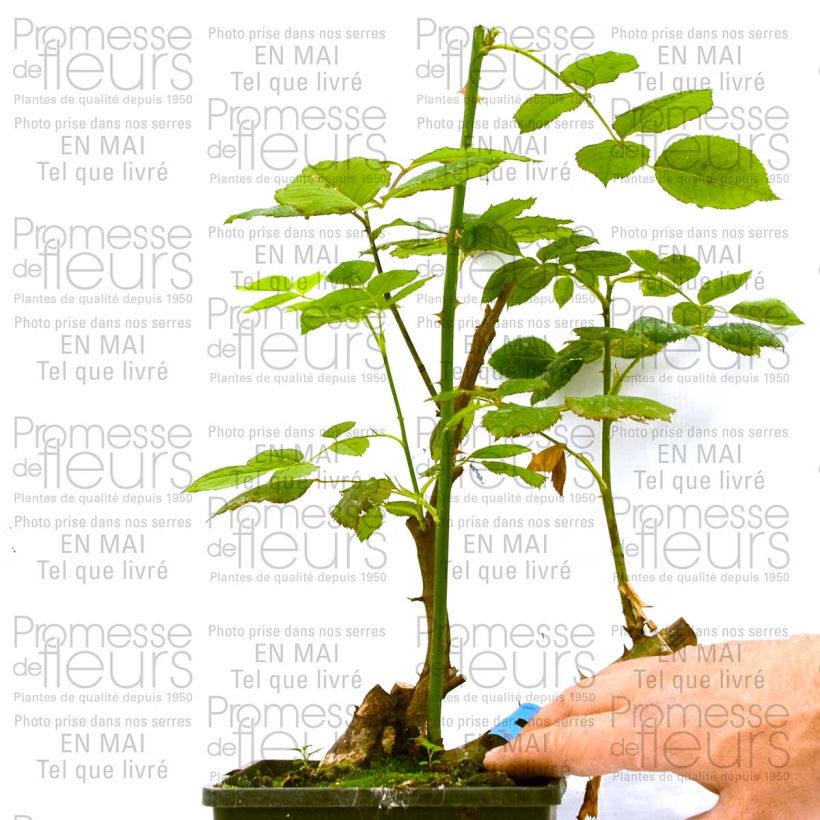 Ejemplo de ejemplar de Rosal GeneRosa Ladurée Maceta 4L/5L tal y como se entrega