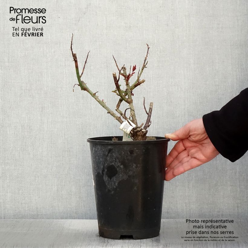 Rosal Rosier Leo Ferré - Rosal arbustivo Maceta 4L/5L Ejemplar entregado en invierno