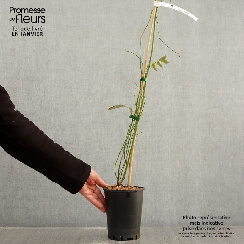 Rosal banksiae Purezza - Rosal de Banksia Maceta 2L/3L Ejemplar entregado en invierno