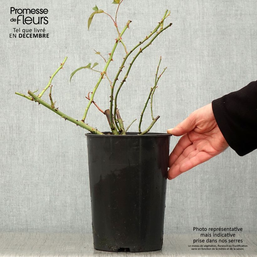 Ejemplar de Rosal Francis E Lester - Rosal liana Maceta 4L/5L entregado en otoño