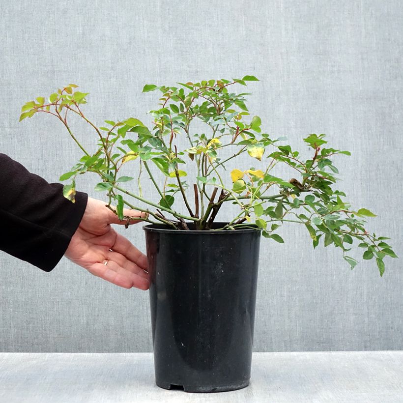 Ejemplar de Rosal François Juranville - Rosal trepador Maceta 4L/5L entregado en otoño