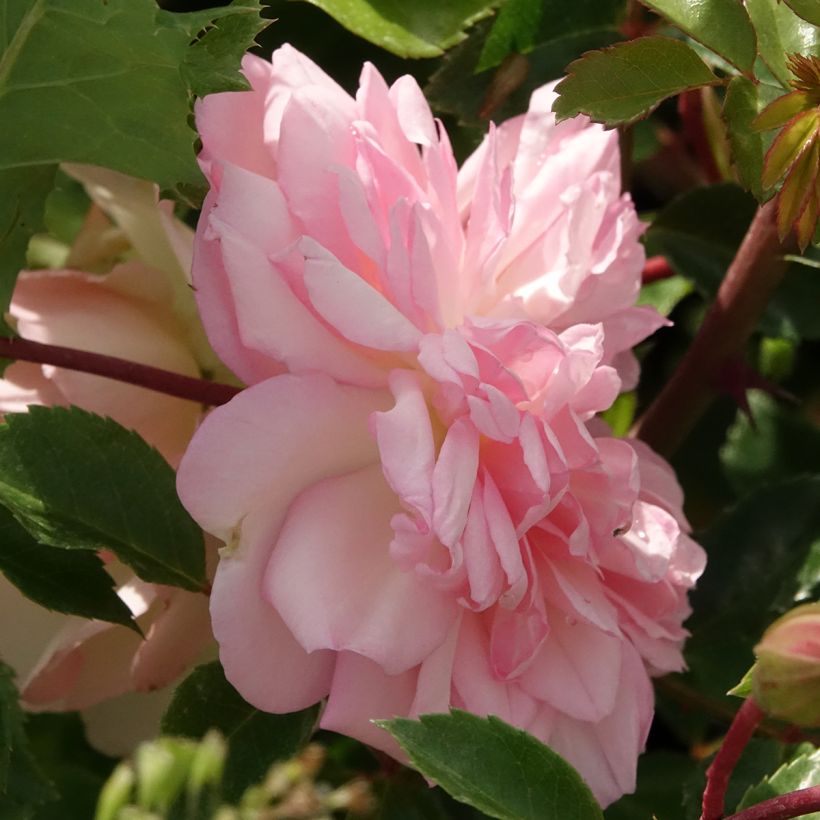 Rosal François Juranville - Rosal trepador (Floración)