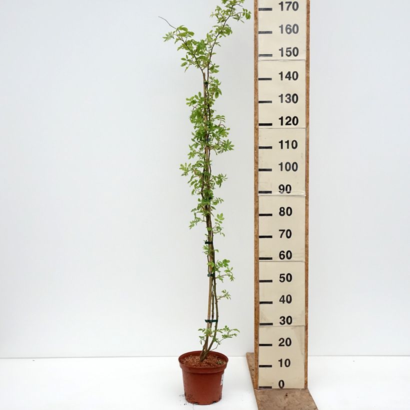 Rosa Goldfinch - Rosal liana Maceta 4L/5L Ejemplar entregado en la primavera