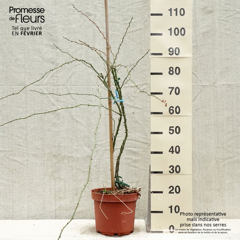 Rosal Kew Rambler - Rosal liana Maceta 4L/5L Ejemplar entregado en invierno