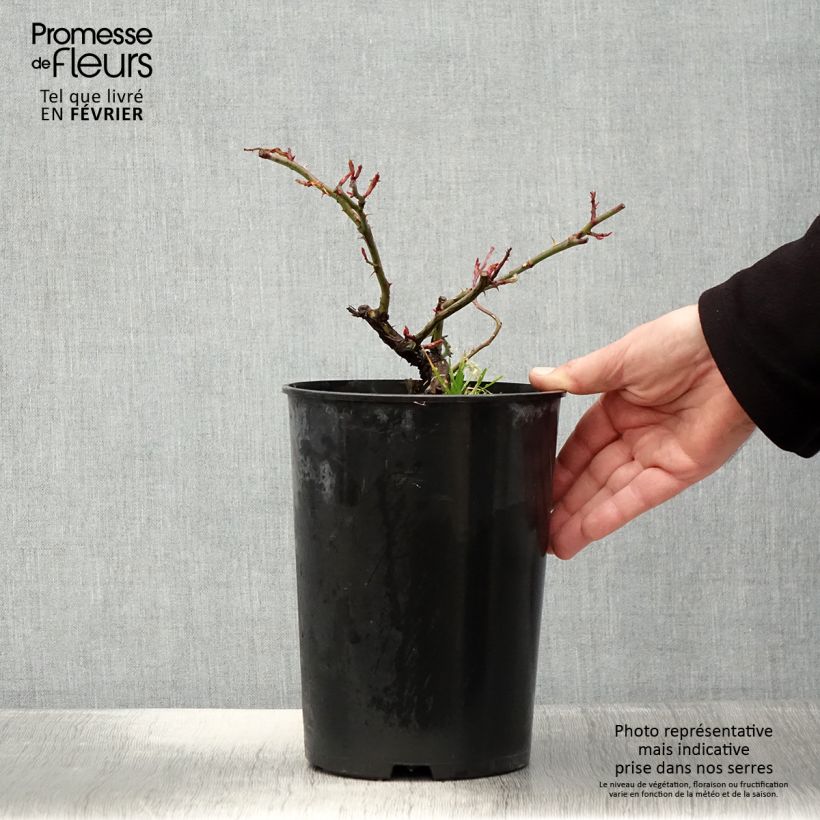 Rosal Paul Noel - Rosal liana Maceta 4L/5L Ejemplar entregado en invierno