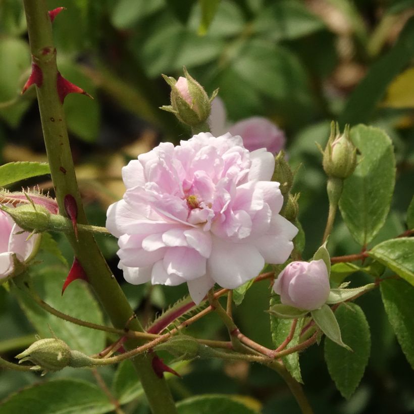 Rosal Paul's Himalayan Musk - Rosal liana (Floración)