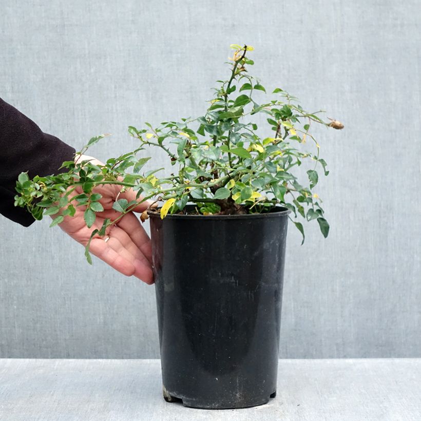 Ejemplar de Rosal Sander's White Rambler - Rosal liana Maceta 4L/5L entregado en otoño
