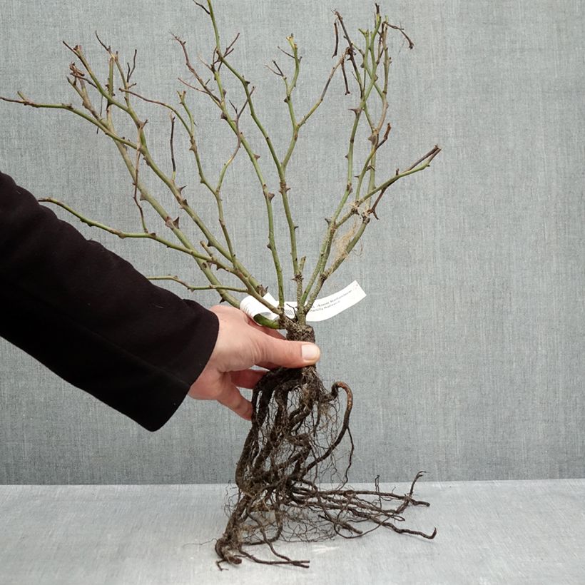 Rosal Meillandecor Pink Chantilly Meilevire Raíces desnudas Ejemplar entregado en invierno